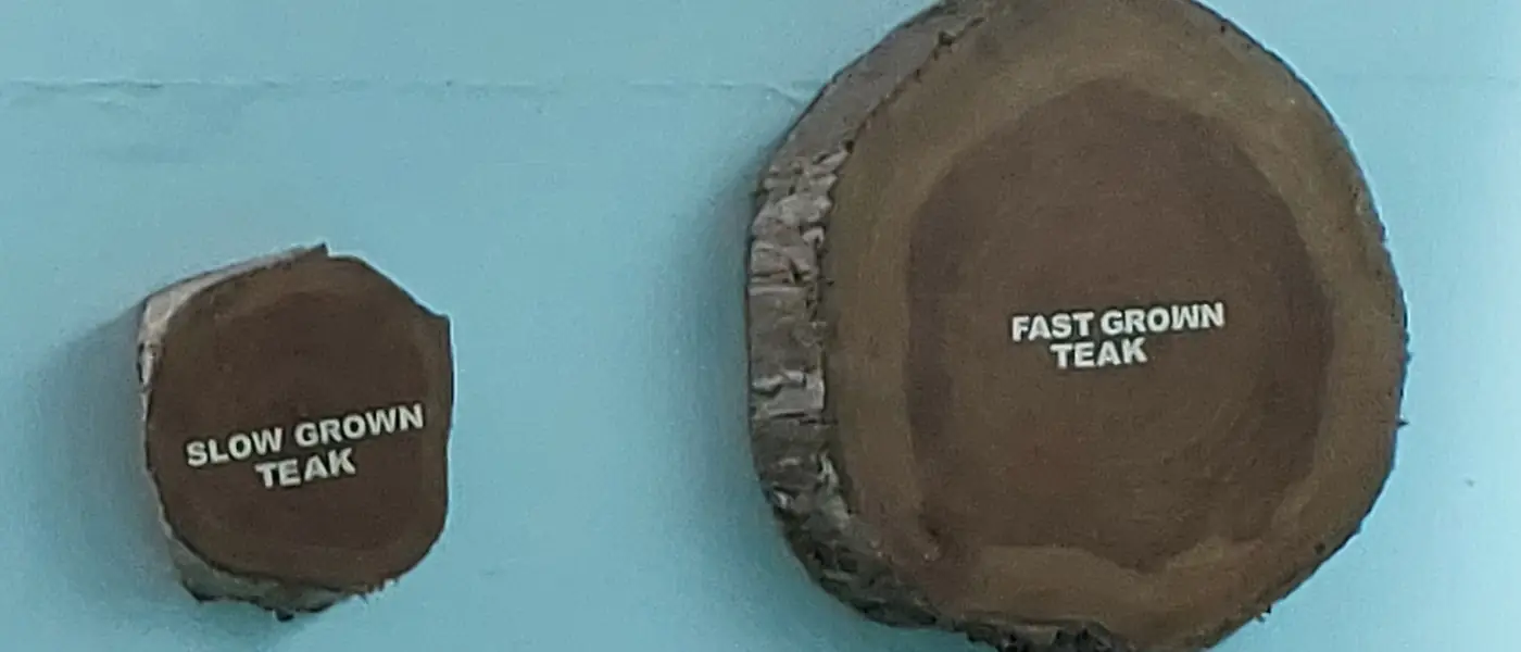 Cross-sections of slow-grown and fast-grown teak displayed side by side